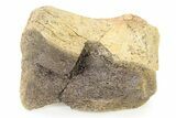 Fossil Ornithischian Dinosaur Partial Phalanx Bone - Montana #316405-2